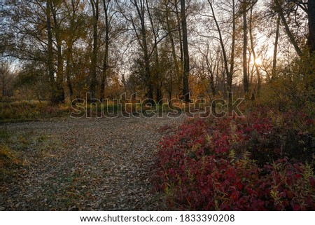  Autumn view of the lake, in the forest with Golden leaves . Autumn time in the forest. Autumn.                              