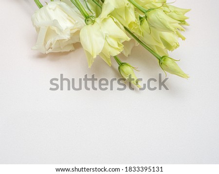 White Lisianthus on a light background, eustoma of a delicate color. Copy space.