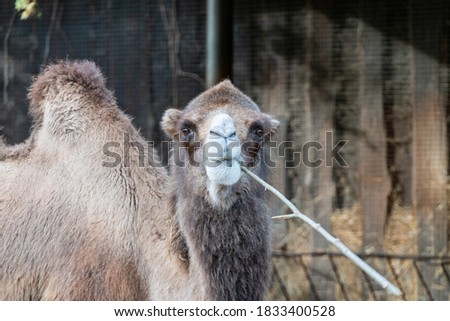 Camel spending its day in a zoo. Nice looking healthy big camel enjoying its day on a sunny autumn day. Poor animals in captivity. High resolution close up image. Playful camel playd with a stick