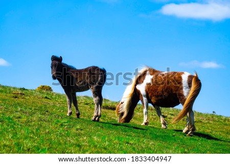 Dartmoor Pony and Foal in Sunny Devon