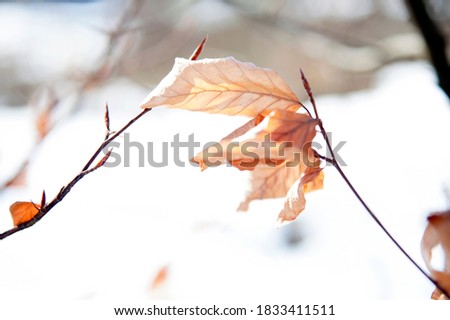 Fragile faded leaves in winter. Horizontal photo with copy space.