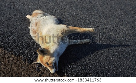 preventing animal slaughter, protecting animals, the fox killed by humans lies on the roadside,