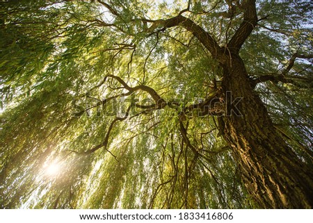 Sunlight through beautiful willow tree Royalty-Free Stock Photo #1833416806