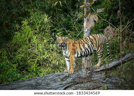 Panthera Tigris Female in her natural habitat in the Forests of India