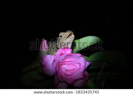 A Night Scene of Garden Lizard on the Adenium Flower
