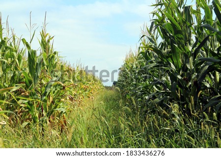 A path in corn plantations