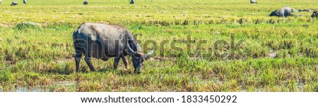 Water Buffalo Standing graze rice grass field meadow sun background. Beauty of nature animals concept summer day BANNER