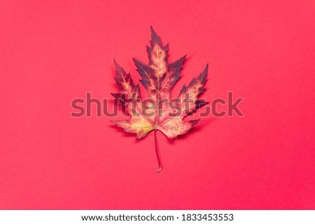 Fiery color maple leaf on crimson background