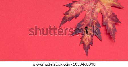 Two ladybugs kiss on a multi-colored maple leaf. Raspberry paper background. Place to write text.