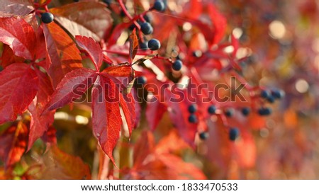 Beautiful colorful autumn leaves on tree. Colorful nature background and concept for autumn season.
