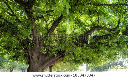 Pictures of trees and street