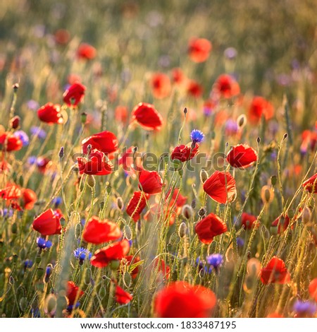 Red poppy flowers on the field in sunset light, natural outdoor background