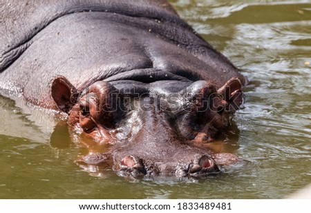 Hippopotamus (Hippopotamus amphibius), also called the hippo, common hippopotamus or river hippopotamus, is a large, mostly herbivorous, semiaquatic mammal and ungulate native to sub-Saharan Africa.