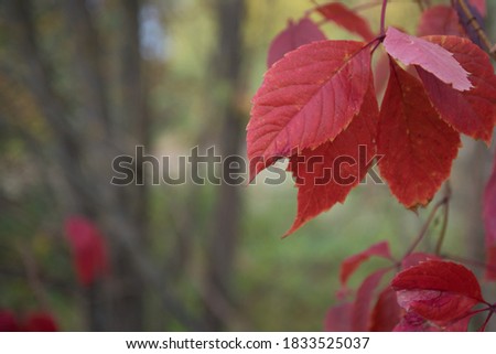Red autumn leaves close-up. Background, texture. Space for text.