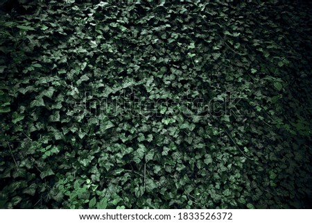 Dark green leaf background for edit and design usage