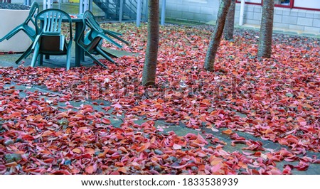 Trees change the color of their leaves during autumn 