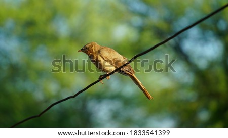 Jungle babbler or Seven Sisters bird resting on the top of pole. A jungle babbler on wire.