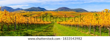 Sunny colorful vineyards landscape in autumn, Rhineland Palatinate, Germany. Deutsche Weinstrasse (German Wine Road) Vineyard Rural autumn landscape,  Palatinate region. Royalty-Free Stock Photo #1833543982