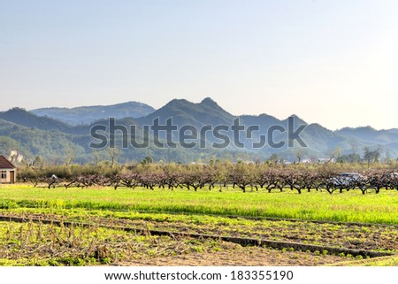 Peach and mountain scenery