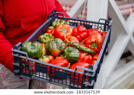 Old woman farmer holding harvest of bell peppers from own farm