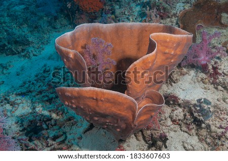 Disc coral (Turbinaria mesenterina) Moalboal, Philippines