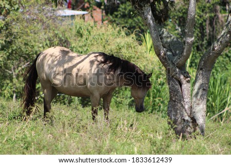 It is a horse next to a calf feeding on the plants