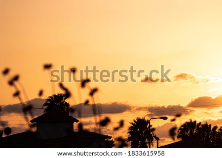 Vegetation with a background of sunset