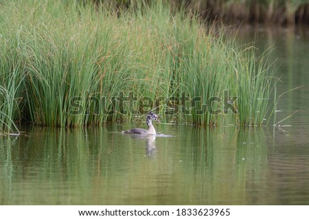 The chick of great crested grebe on the lake. High quality photo
