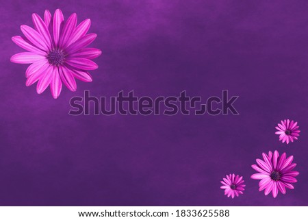 Violet floral background with four pinkish flower heads and free copy space