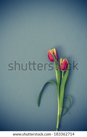 Spring Tulip on Blue Background