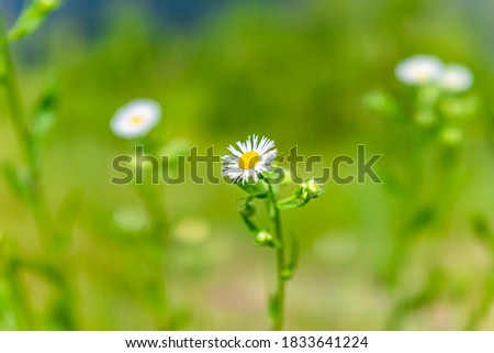 Macro of white daisy fleabane flowers in summer in Shenandoah National Park Blue Ridge Mountains in Virginia, USA with bokeh blurry background wildflowers