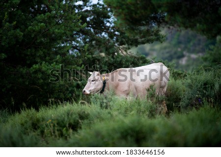 Cow grazing in the middle of the forest