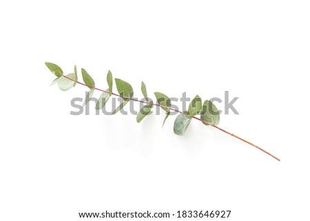 Close up view of plants with green eucalyptus leaves on white tabletop. High quality photo