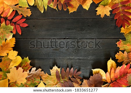 Bright and colorful textured backdrop of autumn leaves at wooden board background with free copy space.