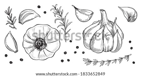 Garlic hand drawn vector illustration set. Isolated garlic, cloves, rosemary and black pepper. Engraved style vector. Garlic and spices. Detailed hand drawn set. Garlic for menu, label, icon, etc Royalty-Free Stock Photo #1833652849