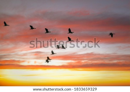 Beautiful sunset. At Sunset light is falling and birds are usually fly higher at sky to see lights . Royalty-Free Stock Photo #1833659329