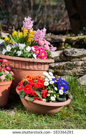 Colorful spring flowers in flower pots