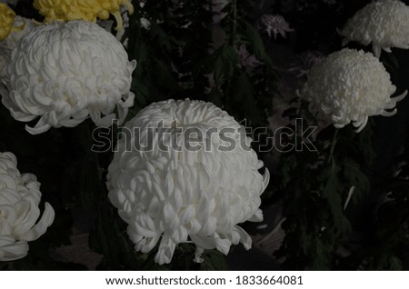 White Flowers of Chrysanthemum 'Atsumono' in Full Bloom
