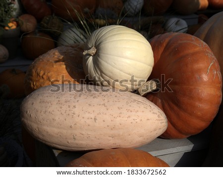 Assortment of freshly harvested food pumpkins decoratively presented, still unwashed, not sorted fruits 