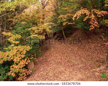 The Landscape of Forest Turning into Red with A Way or Path in Autumn or Fall, Nature Image, Nobody