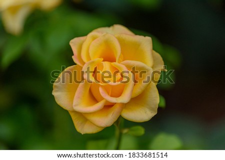 Beautiful yellow rose flower in a garden. Yellow roses meaning Bright, cheerful and joyful create warm feelings and provide happiness.