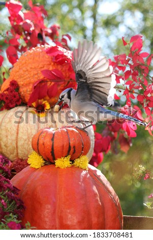 Colorful fall scene of a Bluejay on top of an orange pumpkin with it’s wings spread up words holding a peanut in it’s beak with a multi colored pumpkin, gourd and  fire bush branches in the background