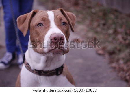 Unedited perfect pitbull picture puppy  