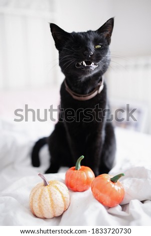 Witch black cat with funny face open mouth showing fangs and pumpkins on the bed. Halloween concept