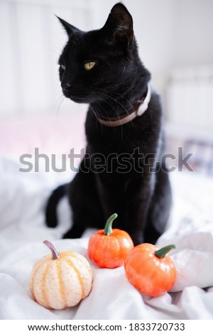 Black cat and pumpkins on the bed. Halloween concept