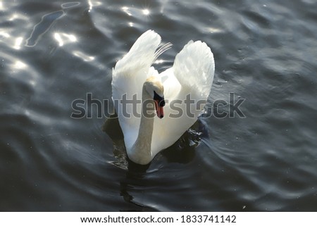 Beautiful white swam swimming in a small pond in a park located in New York, USA. View of gorgeous white swan surrounded with the dark water.