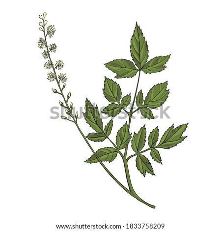 vector drawing black cohosh flower, Actaea racemosa at white background, hand drawn illustration