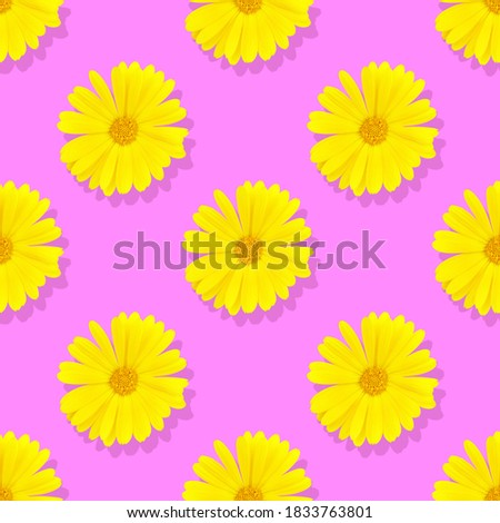 Seamless pattern Marigold flowers on a pink background. A flower of calendula isolated. Yellow flower of calendula