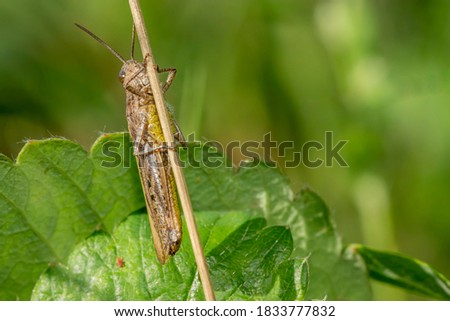 Close-up macro Locust (Stenobothrus eurasius) picture taken in the grass