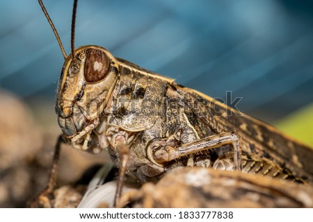 Detailed locust close-up picture taken in the garden